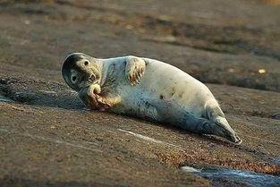 哈萨克动物搞笑视频